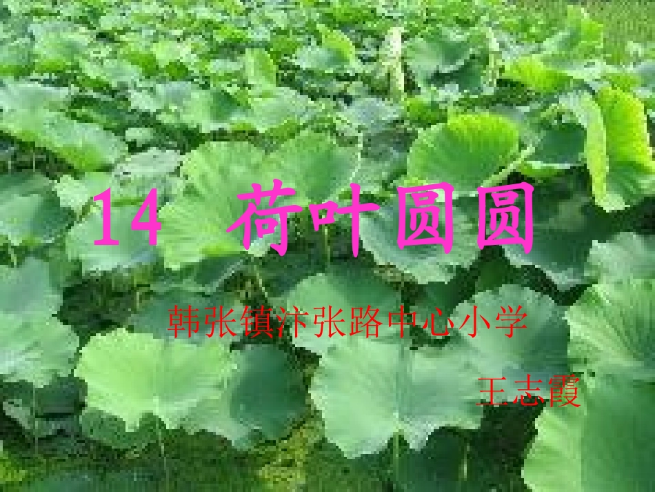 语文下册《荷叶圆圆》PPT课件_2013010525221581_329_第1页