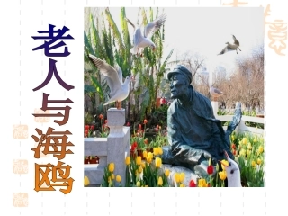 老人与海鸥---课件