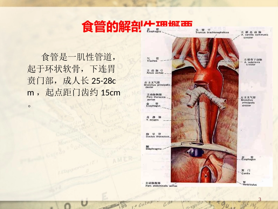食管癌-20120927详解_第3页