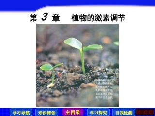 生长素的发现