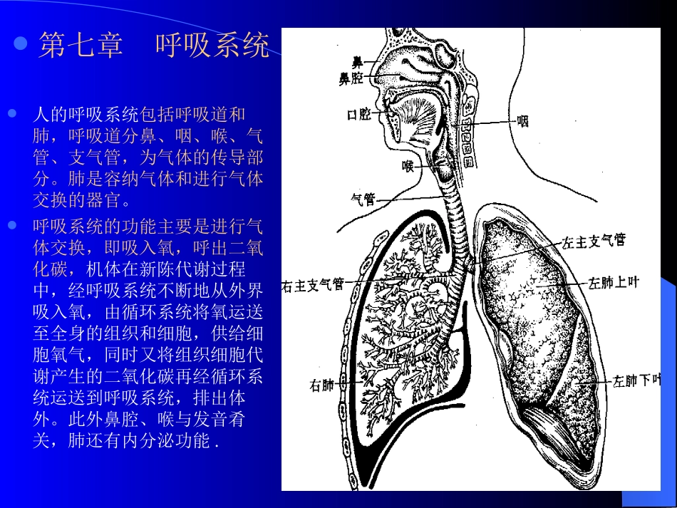 呼吸道分鼻、咽、喉、气管、支气管-为气体的传导部分。_第1页