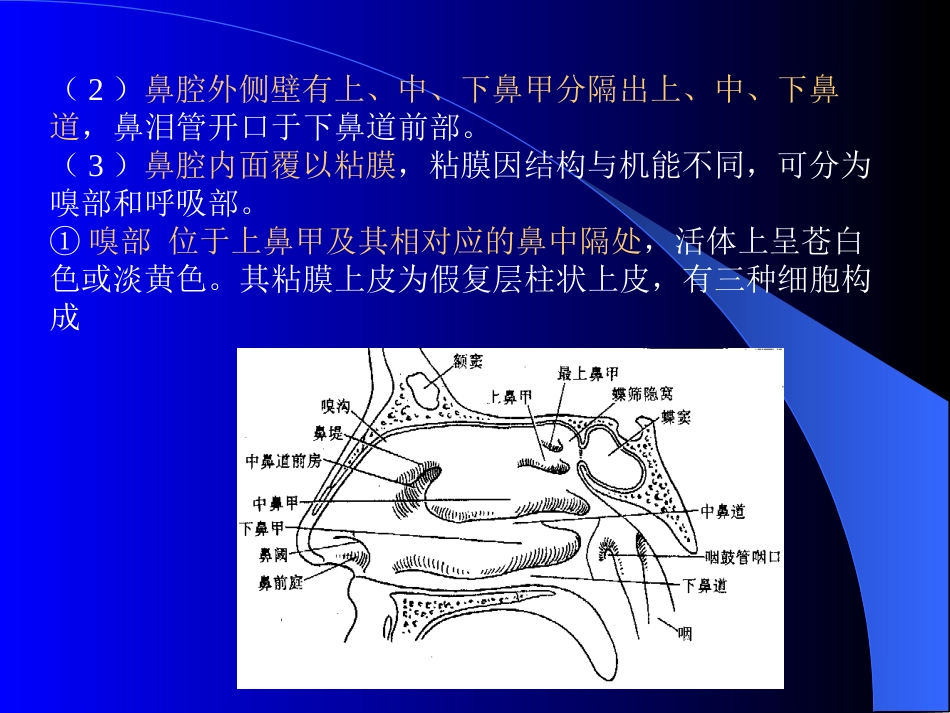 呼吸道分鼻、咽、喉、气管、支气管-为气体的传导部分。_第3页