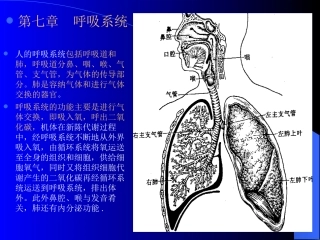 呼吸道分鼻、咽、喉、气管、支气管-为气体的传导部分。
