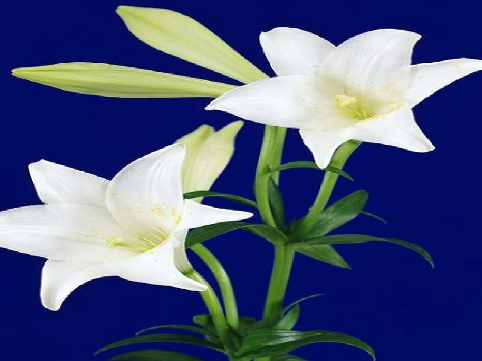《百合花》PPT_第1页