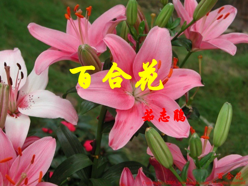 《百合花》PPT_第2页