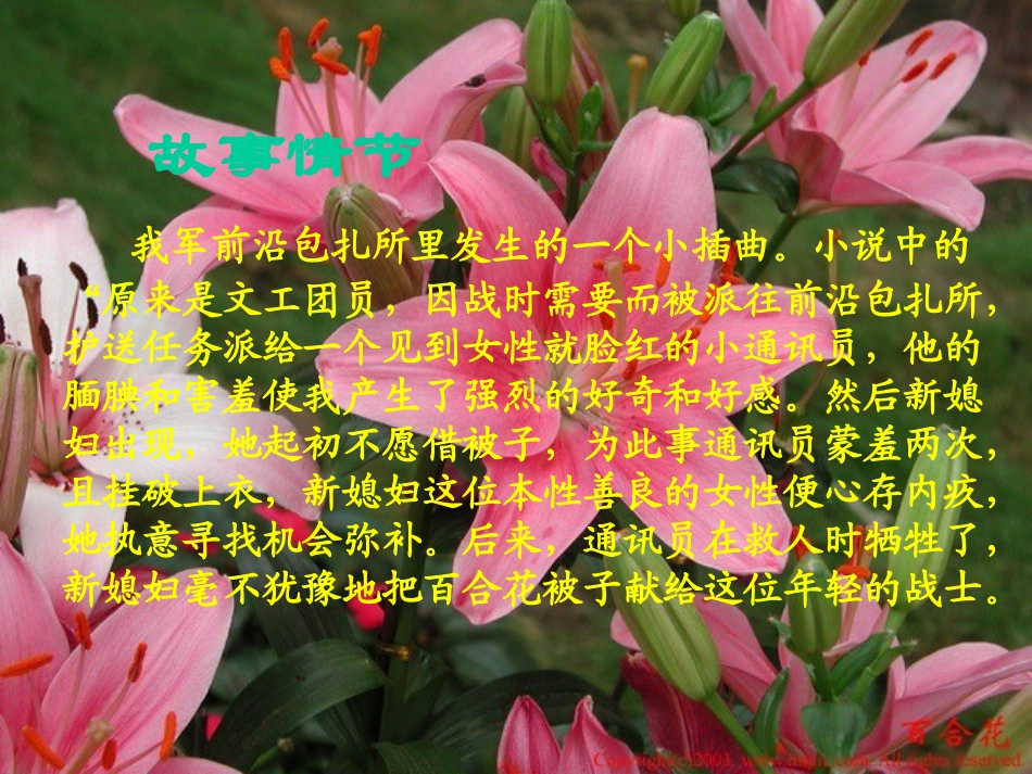 《百合花》PPT_第3页