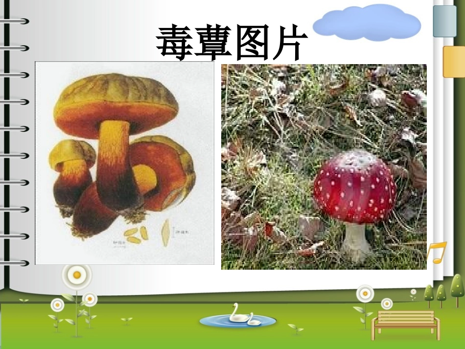 毒蕈中毒PPT_第3页