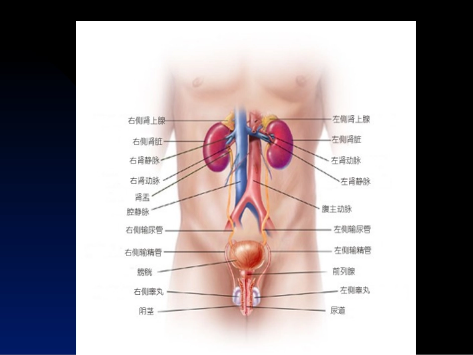 前---列---腺---炎_第3页