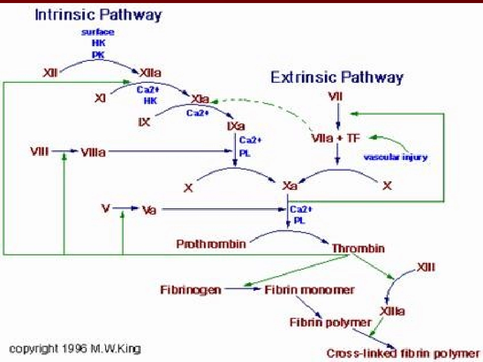 凝血功能检测_第2页