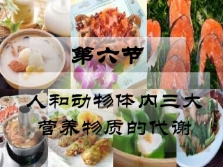人和动物三大营养物质的代谢