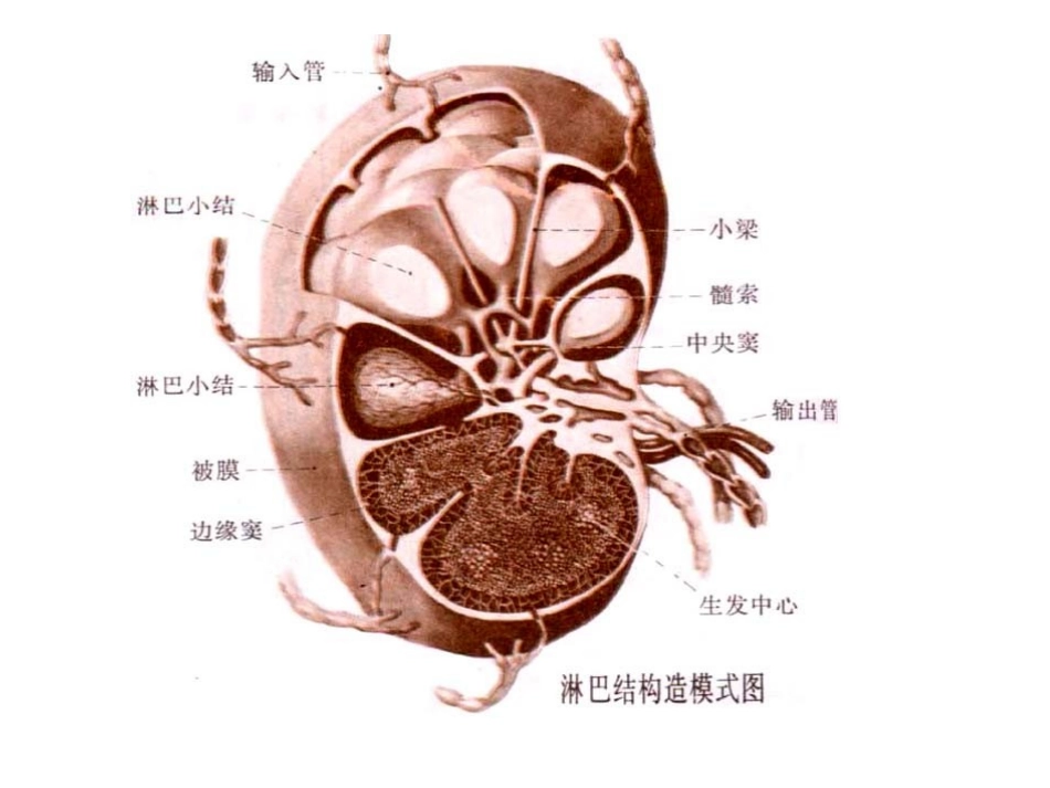 二、淋巴结的结构_第2页