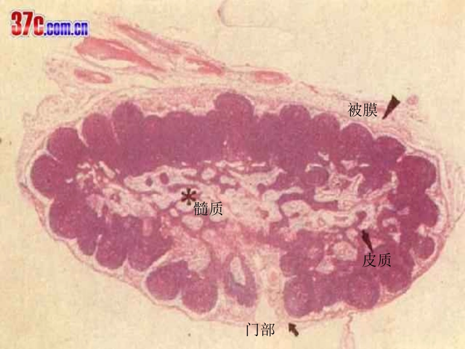 二、淋巴结的结构_第3页
