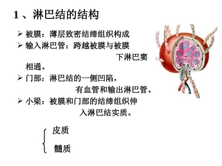 二、淋巴结的结构