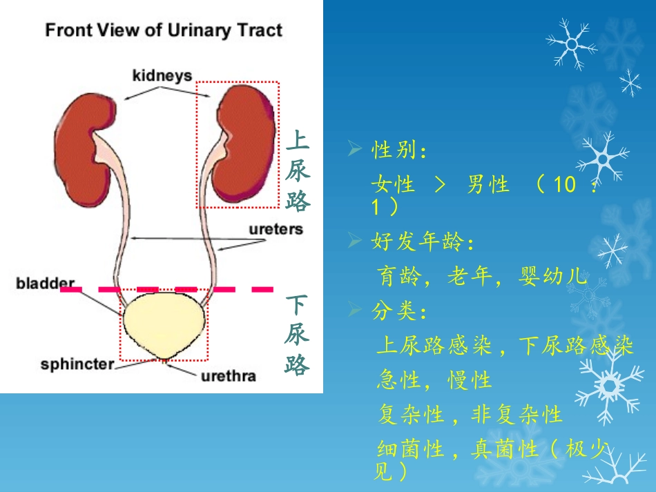 尿路感染PPT_第3页
