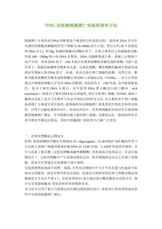 TUNEL染色检测细胞凋亡