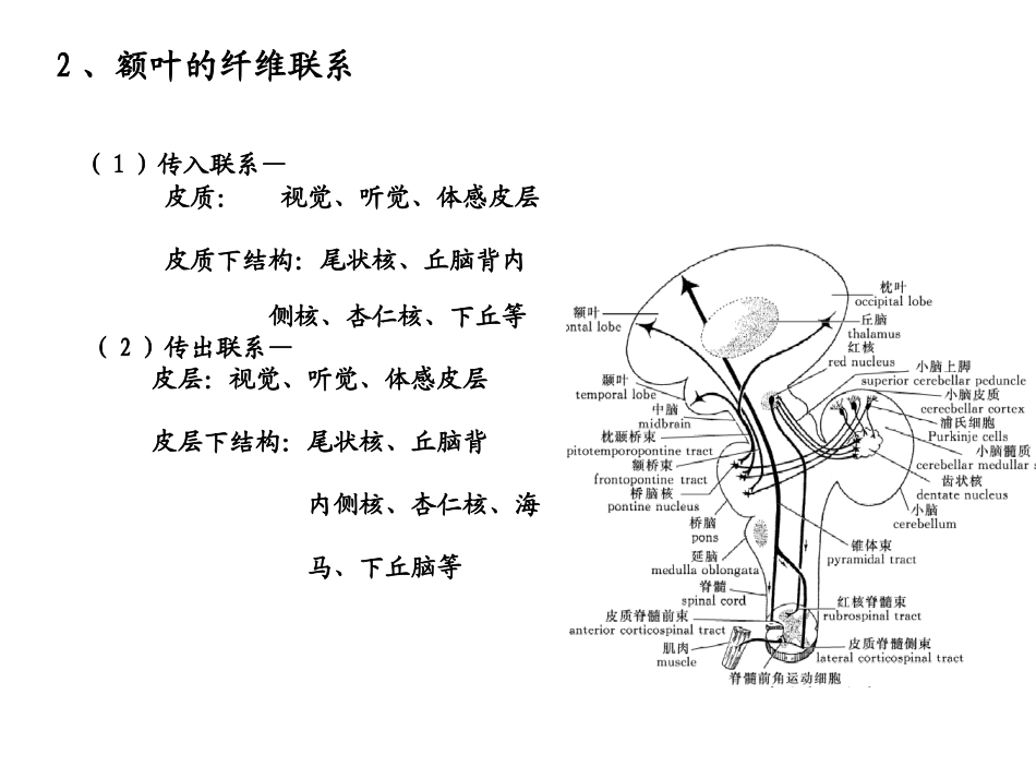 大脑额叶的功能概要_第3页