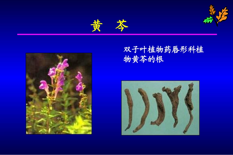 清热药黄芩、黄连2_第1页