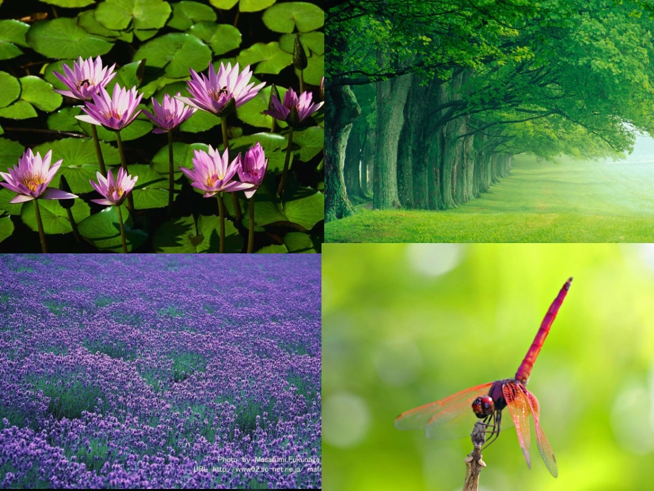 大自然的语言 (5)_第2页