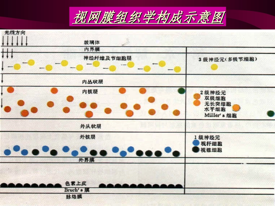 视网膜及视神经病_第3页