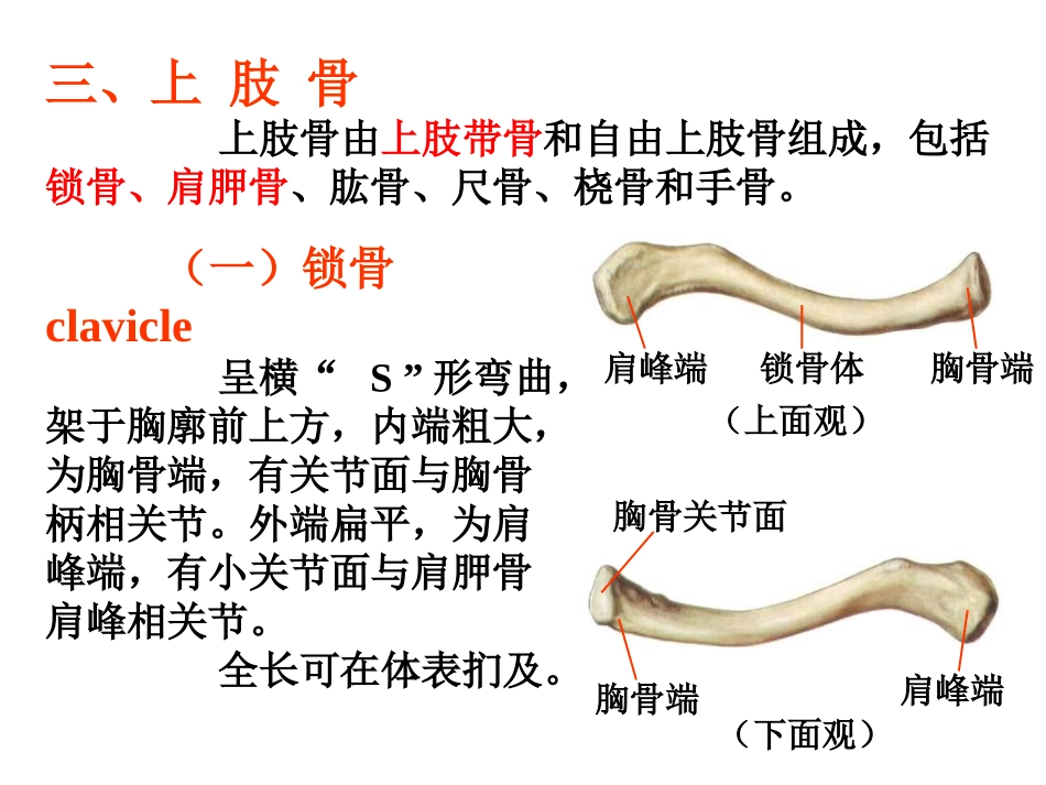上肢骨与其连结_第3页