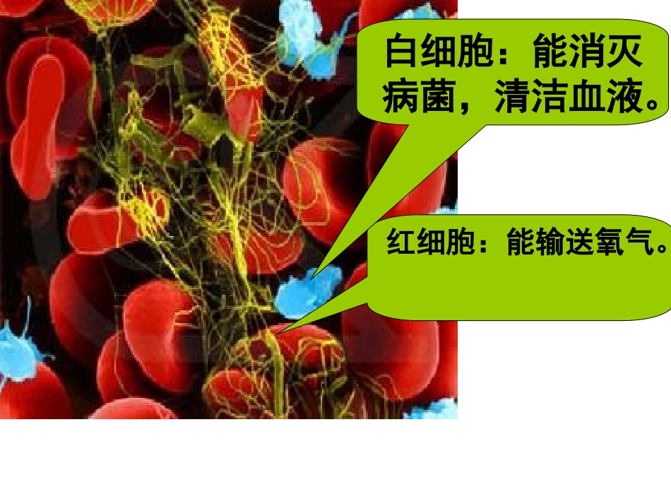 北师大数学四年级《国土面积》(1)_第1页
