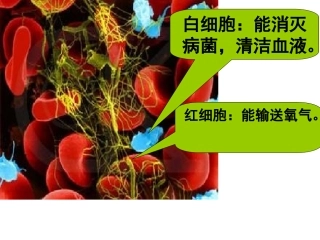 北师大数学四年级《国土面积》(1)