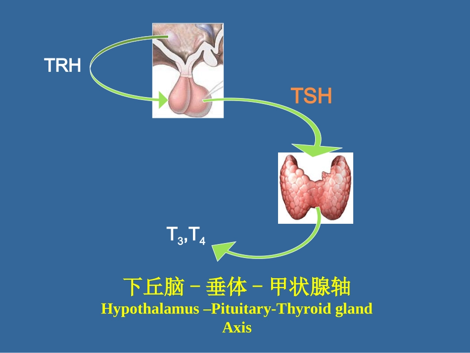 内分泌功能试验_第2页