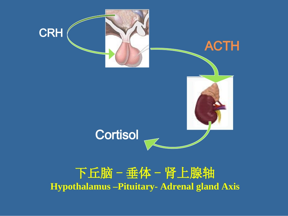 内分泌功能试验_第3页