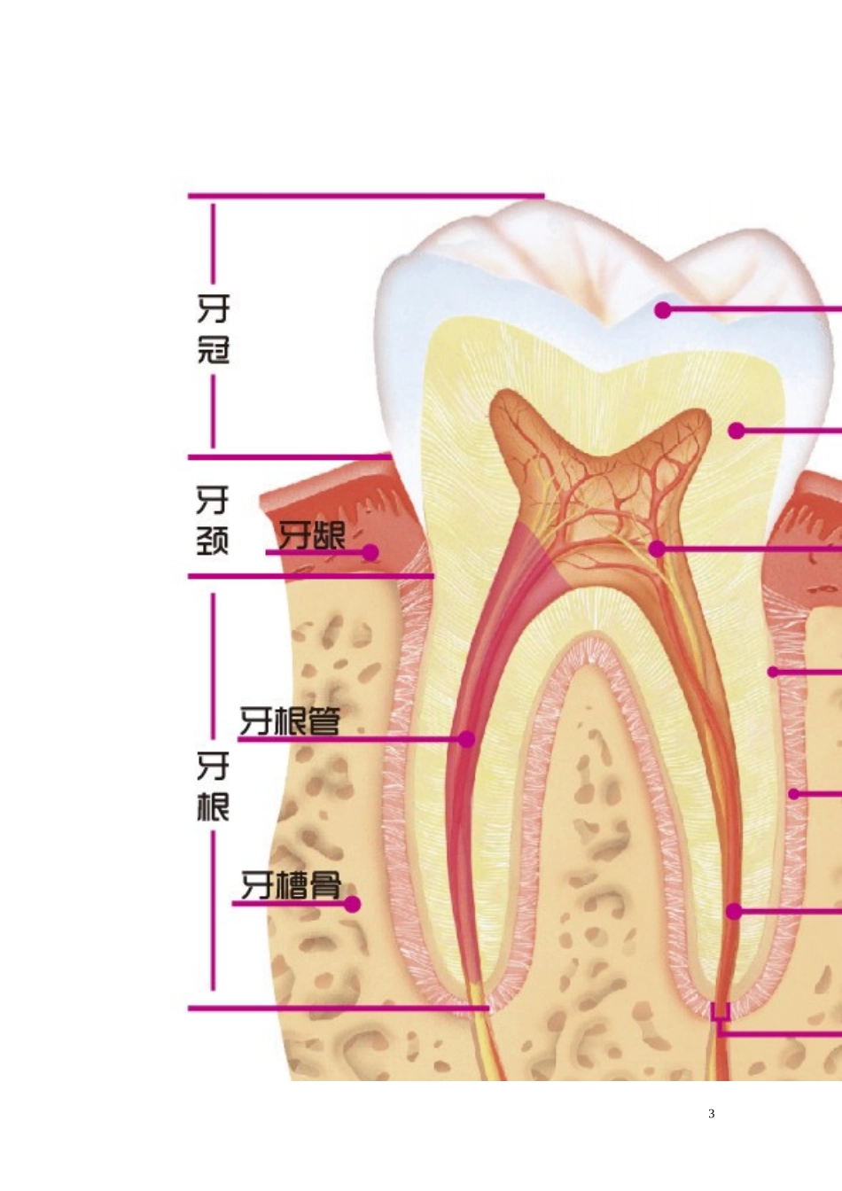 口腔基本知识_第3页