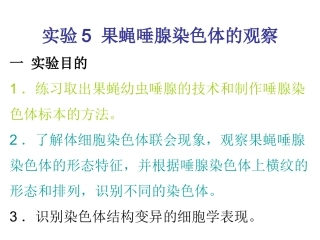 果蝇唾液腺染色体观察