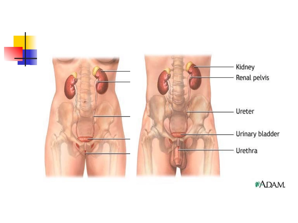 尿路感染-浙江大学_第3页