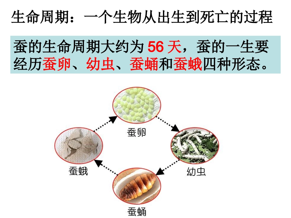三下二5蚕的生命周期陈建秋-(1)_第2页