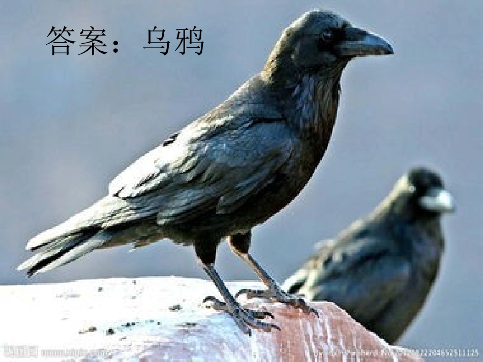 《小乌鸦爱妈妈》教学课件_第3页