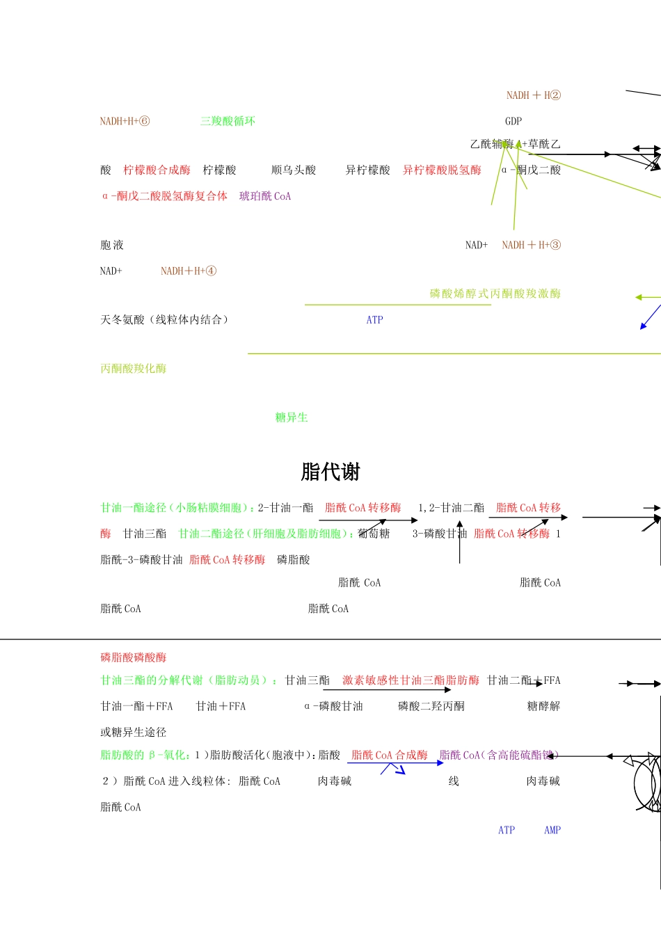 四大营养代谢途径_第2页