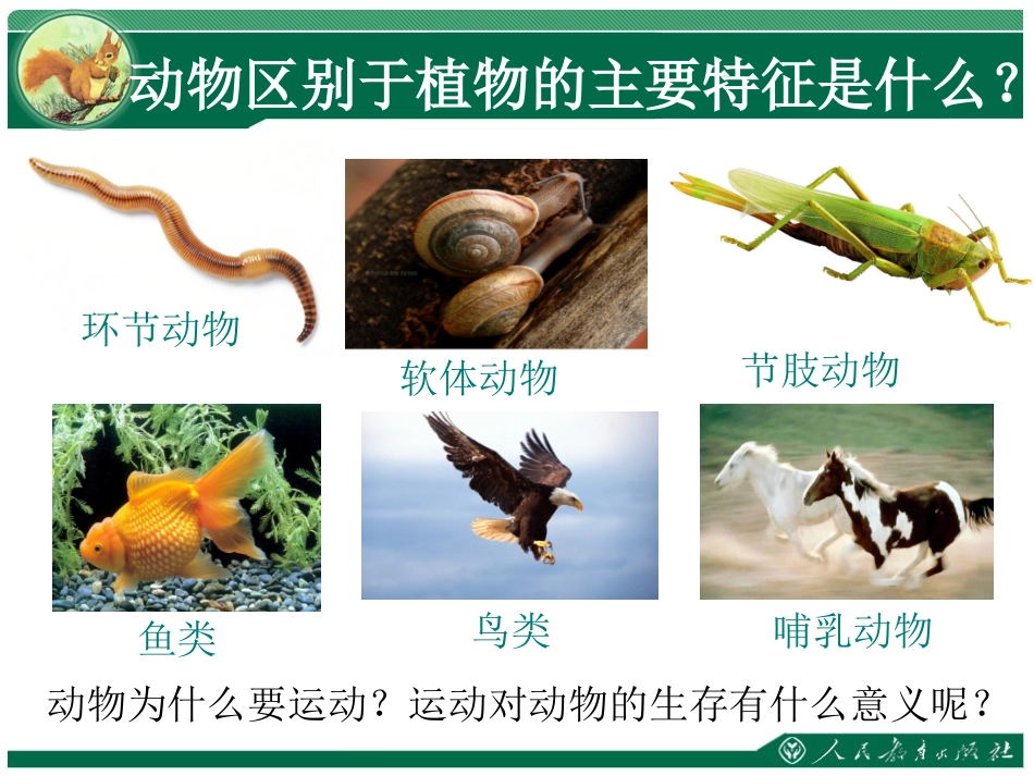 《动物的运动》教学课件_第3页