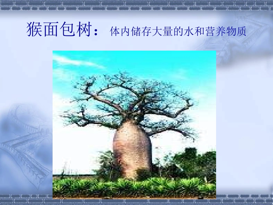 生物：91《地面上的植物》课件(苏科版七年级下)_第2页