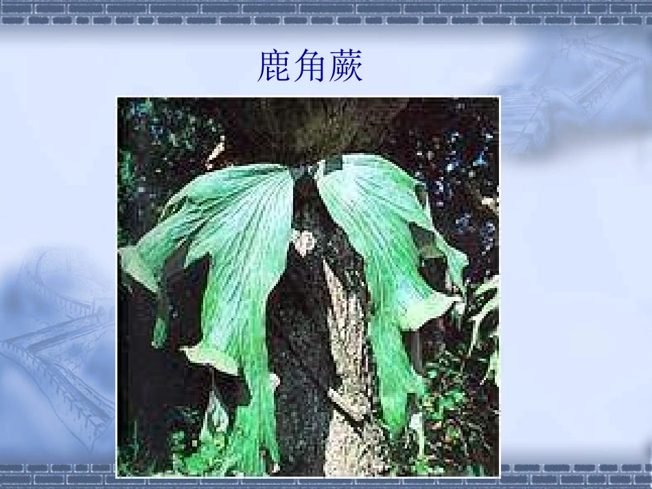 生物：91《地面上的植物》课件(苏科版七年级下)_第3页