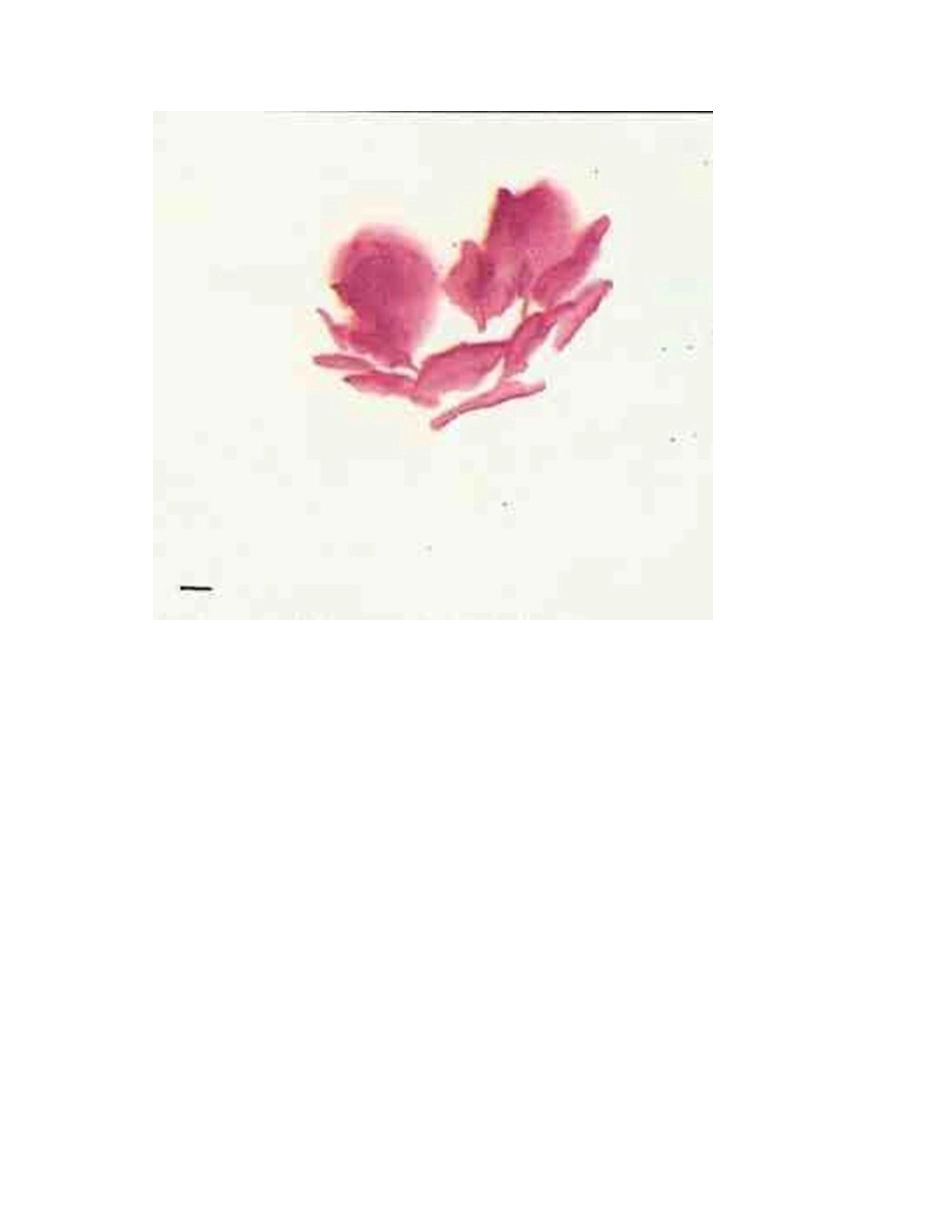 牡丹花画法步骤图画教程大全国画教程1_第2页