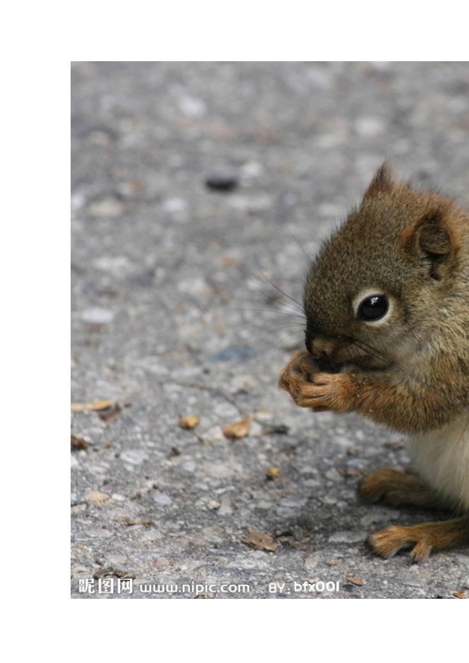 关于《松鼠》一文的说课材料_第3页