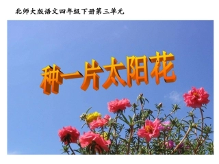 种一片太阳花课件