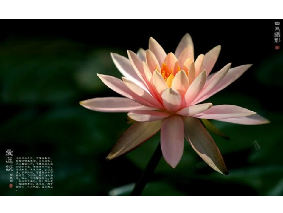 《爱莲说》课件_第1页