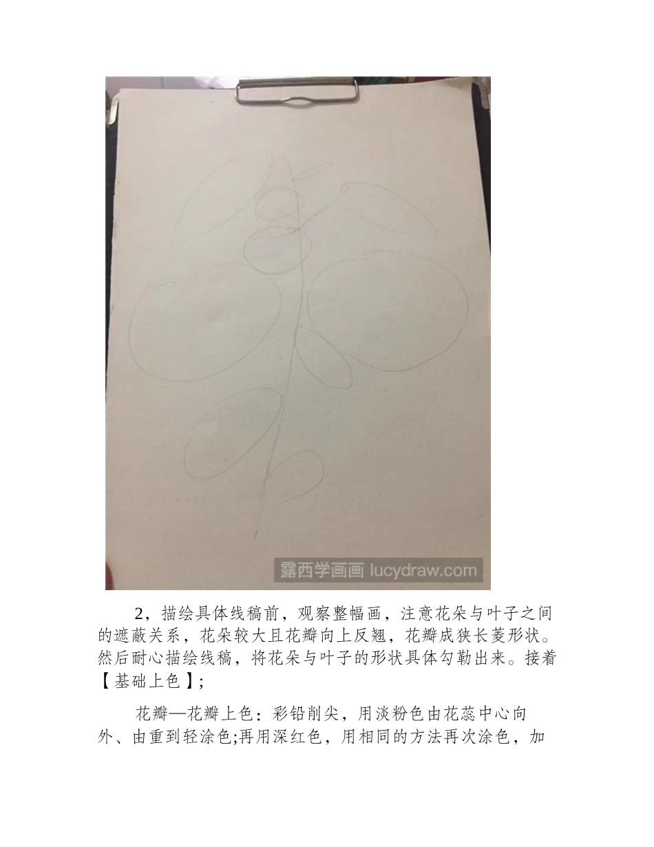 卷丹百合彩铅画教程彩铅画教程_第2页