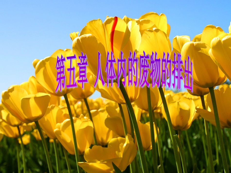 人教版七年级下册生物第五章人体废物的排1出(1)_第1页