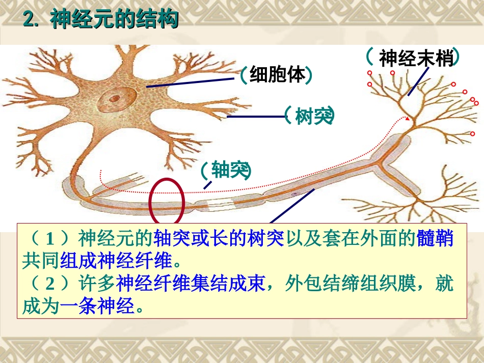 通过神经系统的调节_第3页