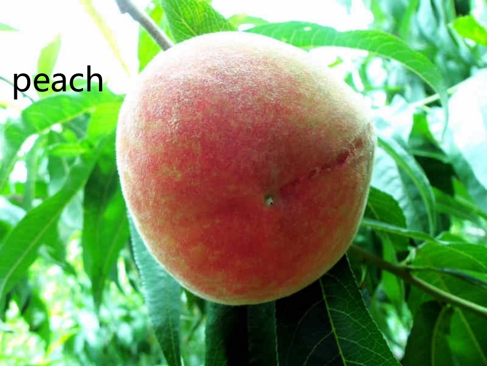 一年级课件Anappleadaykeepsthetoraway_第3页