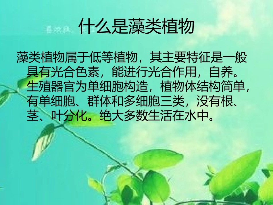 黄轶凡藻类植物_第3页