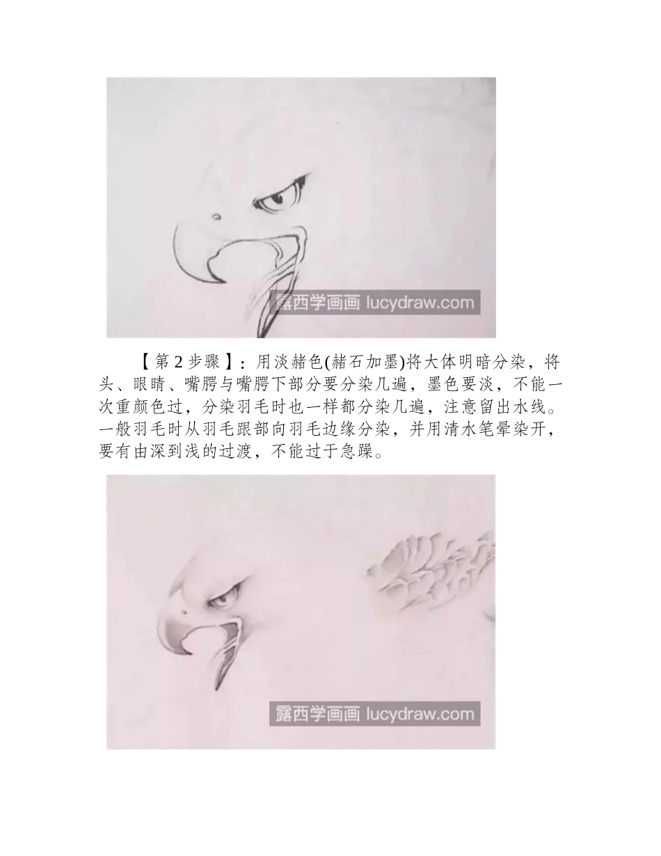 老鹰怎么画_画法步骤有哪些_工笔画教程_第2页