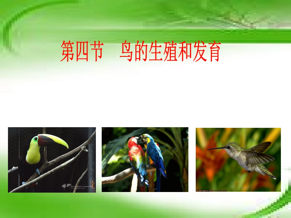 人教版八下第一章第四节鸟的生殖和发育说课+（共17张PPT）_第1页