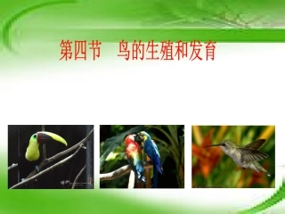 人教版八下第一章第四节鸟的生殖和发育说课+（共17张PPT）