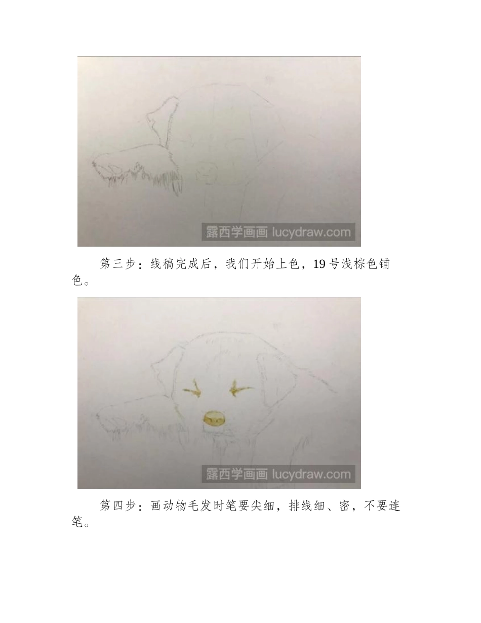 拉布拉多彩铅画教程彩铅画教程1_第2页